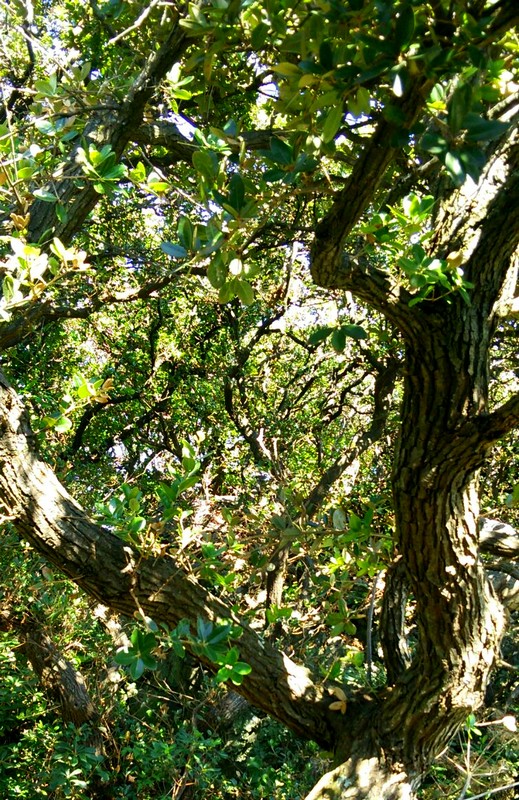 乌冈栎可以制作盆景图片