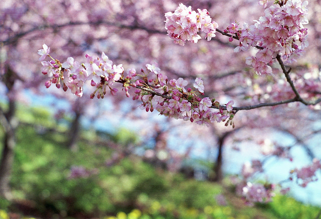 Bilderesultat for sakura tree