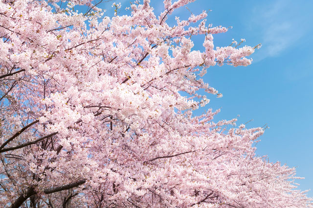 What Are Sakura?