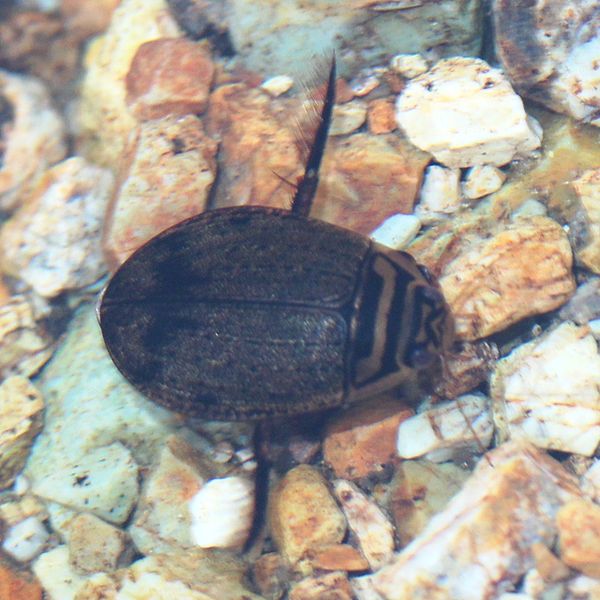 Japanese Bugs: 20 Insects That Are Endemic Species To Japan | tsunagu Japan