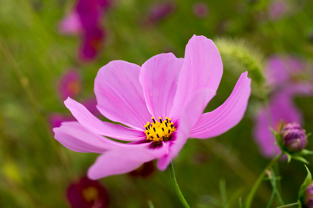 10 Beautiful Japanese Flowers And Their Meanings Tsunagu Japan